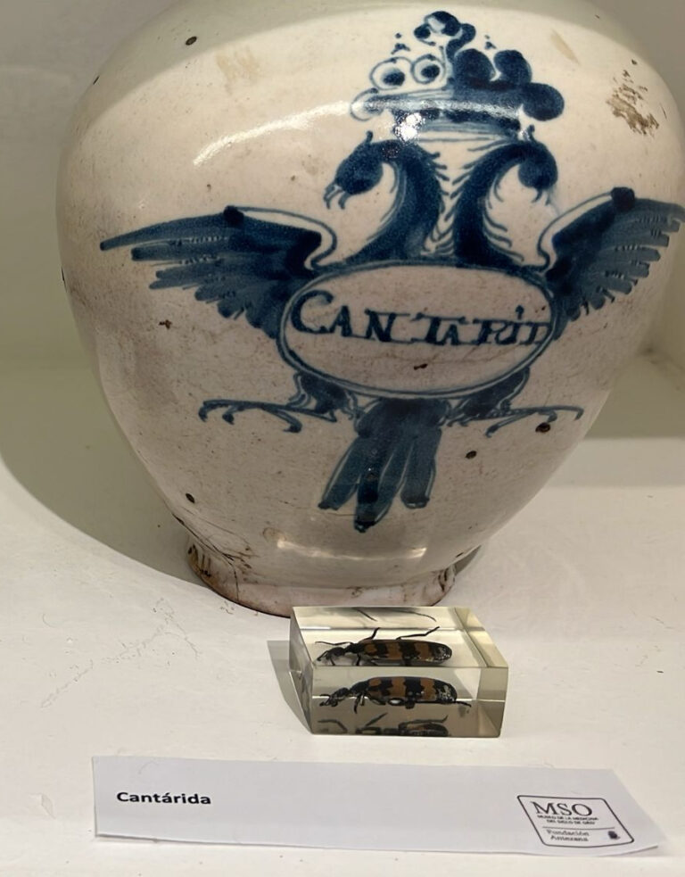 Cantárida, remedios de otros tiempos en la botica del Hospital de Antezana